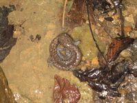 : Ambystoma barbouri; Streamside Salamander