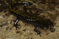: Ambystoma macrodactylum; Long-toed Salamander