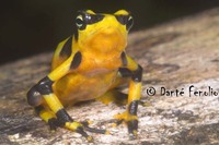 : Atelopus zeteki