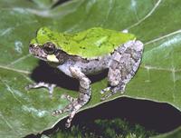 : Hyla avivoca; Bird-voiced Treefrog