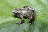 : Leptobrachella baluensis