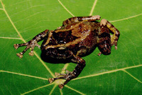 : Platymantis luzonensis; Luzon Forest Frog