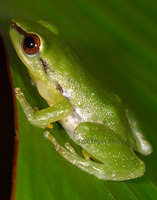 : Pristimantis acuminatus