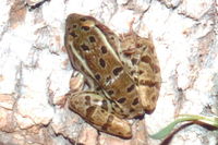 : Rana berlandieri; Rio Grande Leopard Frog