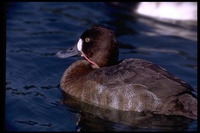 : Aythya marila; Greater Scaup