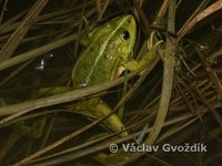 : Rana ridibunda; Marsh Frog