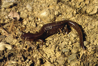 : Salamandrella keyserlingii; Siberian Newt