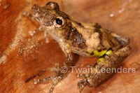 : Scinax boulengeri