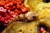 : Artedius corallinus; Coralline Sculpin;