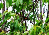 : Setophaga ruticilla; American Redstart