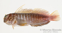 : Cirripectes quagga