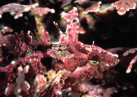 : Gibbonsia elegans; Spotted Kelpfish