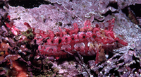 : Gibbonsia elegans (?); Spotted Kelpfish