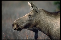 : Alces alces; Moose