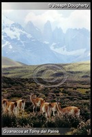 : Lama guanicoe; Guanaco