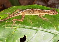 : Anolis trachyderma