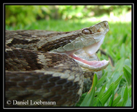 : Bothrops jararaca