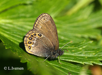 : Coenonympha hero; Scarce Heath