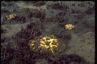 : Acanthaster planci; Crown-of-thorns Starfish