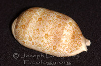 : Cypraea argus; Argus Cowry, Argus Cowrie