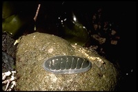 : Ischnochiton regularis; Chiton