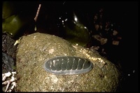 : Ischnochiton regularis; Chiton