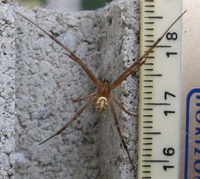 : Latrodectus hesperus; Black Widow