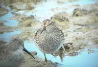 Pectoral Sandpiper - Calidris melanotos- Correlimos pectoral - Territ pectoral - Illa de Riu, Eb...