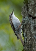 trekryper / treecreeper (Certhia familiaris)