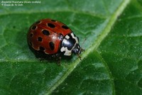 Øjeplettet Mariehøne (Anatis ocellata)  Foto/billede af