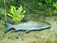 Snæbel (Coregonus oxyrinchus)