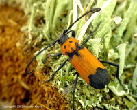 Purpuricenus desfontainii desfontainii