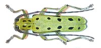 Saperda perforata var. rudolfi