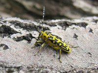 Saperda scalaris scalaris