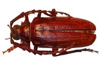 Prionus californicus - California Root Borer