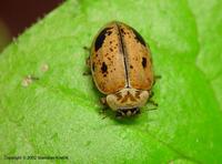 Aphidecta obliterata var. sexnotata