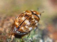 Anthrenus museorum