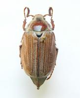 Melolontha hippocastani
