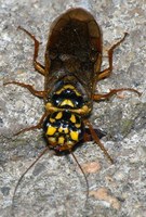 Cephalcia arvensis - Webspinning Sawfly