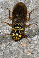 Cephalcia arvensis - Webspinning Sawfly