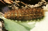 Diaphora mendica - Muslin Moth