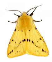 Spilosoma lutea - Buff Ermine