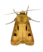 Agrotis exclamationis - Heart & Dart