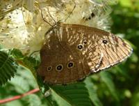 Aphantopus hyperantus - Ringlet