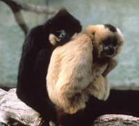 Buff-cheeked gibbon (Nomascus gabriellae)