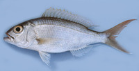 Pristipomoides typus, Sharptooth jobfish: fisheries