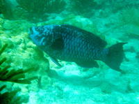 Scarus coelestinus, Midnight parrotfish: fisheries, aquarium