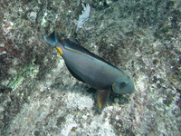 Acanthurus monroviae, Monrovia doctorfish: fisheries, aquarium