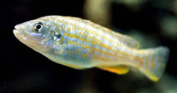 Melanochromis joanjohnsonae, Pearl of Likoma: aquarium