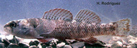 Etheostoma grahami, Rio Grande darter: